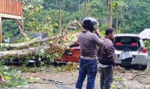 Naas…! 3 Mobil Mewah Tertimpa Pohon Di Kali Mamuju