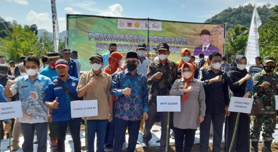 Bersama PT. Super Tani Indonesia, SDK Melakukan Penanaman Porang Perdana di Kalukku