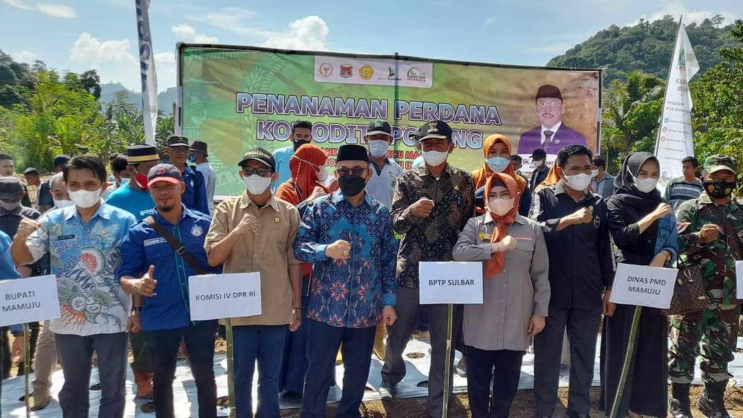 Bersama PT. Super Tani Indonesia, SDK Melakukan Penanaman Porang Perdana di Kalukku