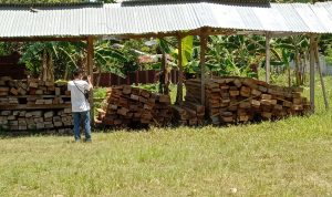 Ratusan batang Kayu tak bertuan berhasil diamankan Gakkum KLHK
