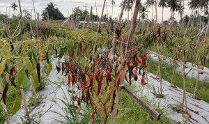 Apes! Harga merekot, Cabe malah diserang Hama