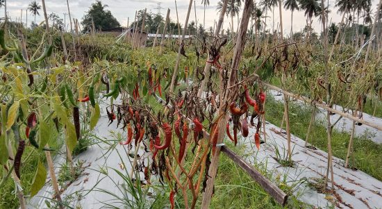 Apes! Harga merekot, Cabe malah diserang Hama