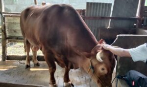 Jokowi beli sapi kurban di Polman bobot 1 ton 27 kg harga Rp 105 juta
