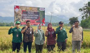 Distanpan panen padi Nusantara di Matakali, Ibrahim: beras masih Surplus