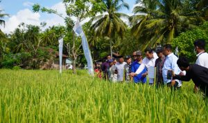 Enam Kabupaten Bakal Terima Combine Harvester, Akmal: di Mamuju Akan Ditempatkan  di Desa Bonde