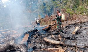 Gerak Cepat, Babinsa Kodim 1402/Polman Padamkan Kebakaran Lahan Perkebunan Bersama Warga