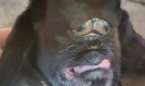 UNIK…! Anak Kambing Bermata Satu, Mulut Menyerupai Manusia