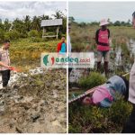 Penemuan Mayat di Sawah, Polsek Wonomulyo Lakukan Olah TKP