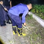 Damkar Polman Evakuasi Ular dari Permukiman Warga BTN Marwah Tengah Malam