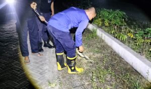 Damkar Polman Evakuasi Ular dari Permukiman Warga BTN Marwah Tengah Malam