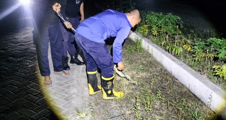 Damkar Polman Evakuasi Ular dari Permukiman Warga BTN Marwah Tengah Malam