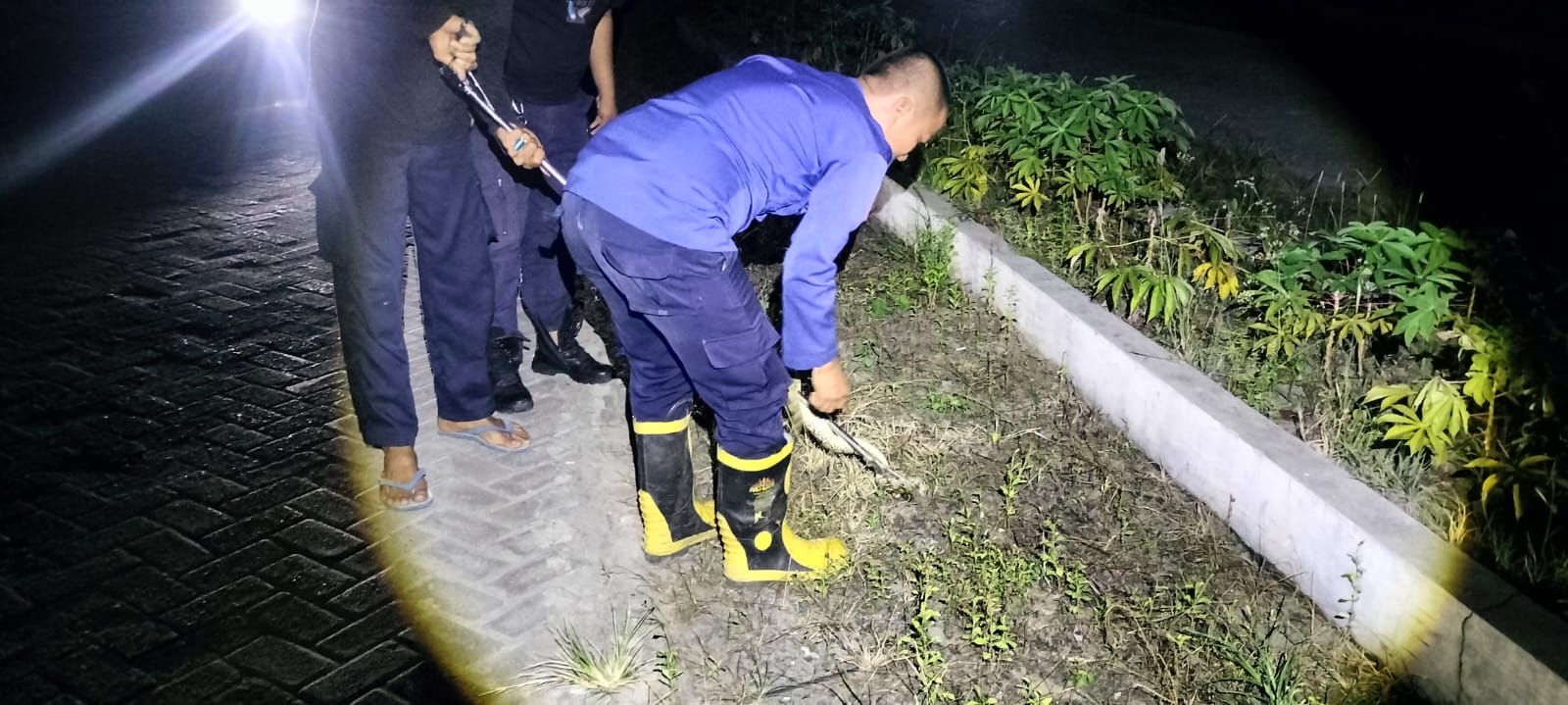Damkar Polman Evakuasi Ular dari Permukiman Warga BTN Marwah Tengah Malam