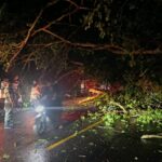 Breaking News : Pohon Tumbang Tutup Akses Jalan Poros Polman–Majene