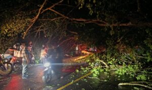 Breaking News : Pohon Tumbang Tutup Akses Jalan Poros Polman–Majene