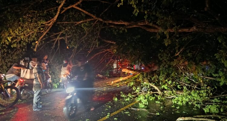 Breaking News : Pohon Tumbang Tutup Akses Jalan Poros Polman–Majene
