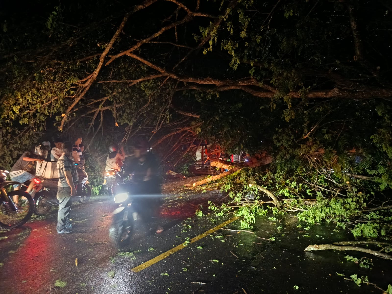 Breaking News : Pohon Tumbang Tutup Akses Jalan Poros Polman–Majene